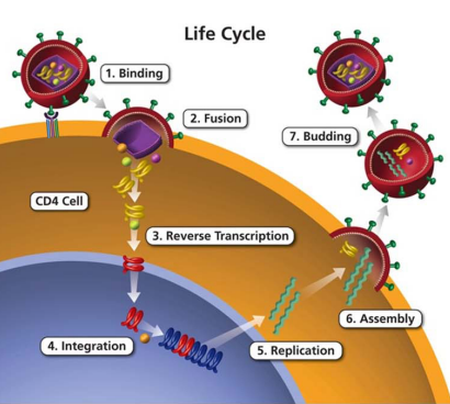 人免疫缺陷病毒1型(HIV1)重组蛋白