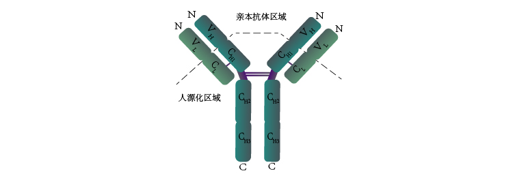 抗体结构