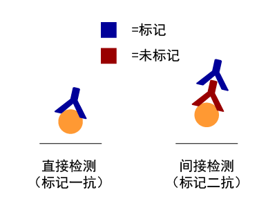 抗体标记