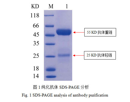 纯化抗体SDS-PAGE分析