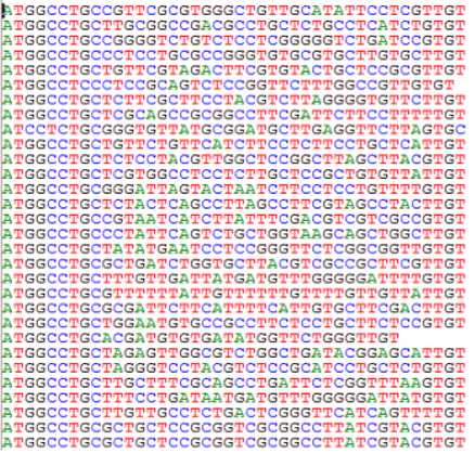  环十肽文库测序序列图
