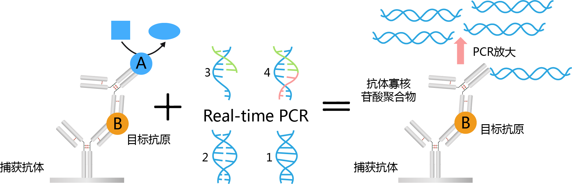 免疫pcr的原理