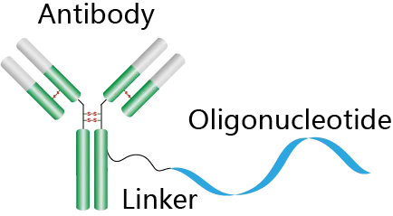 抗体-寡核苷酸偶联物原理