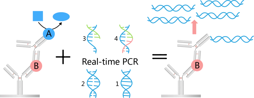 免疫PCR