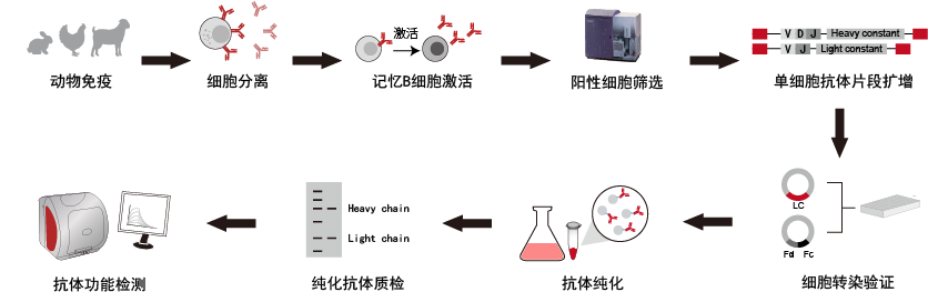 单B细胞筛选工作流程