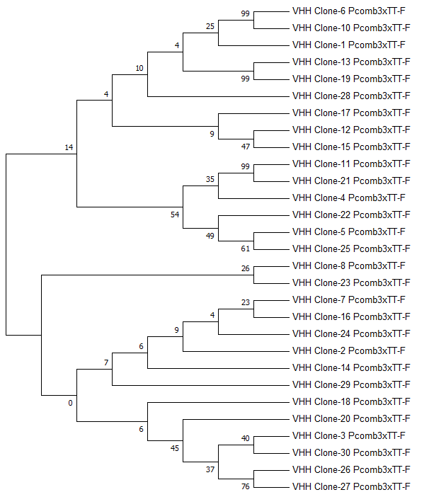 进化树分析