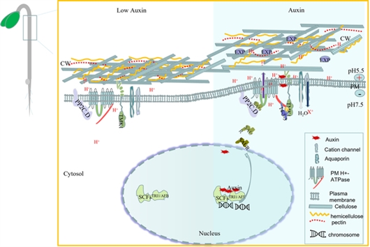 TMK 介导的细胞膜生长素引起细胞伸长机制模式图