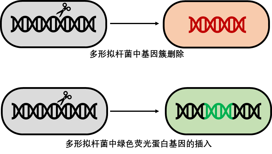 基因簇的删除和外源基因的插入