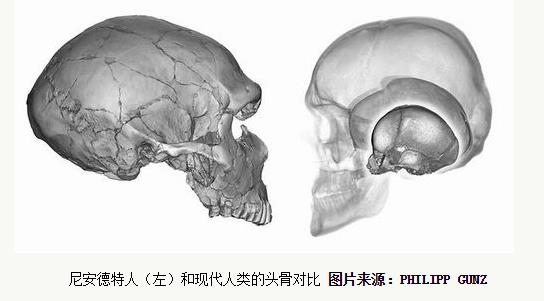 尼安德特人（左）和现代人类的头骨对比