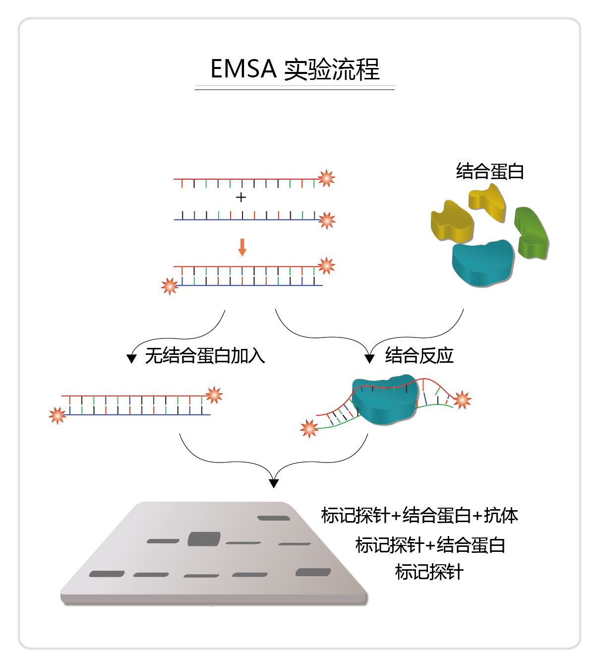 EMSA实验流程