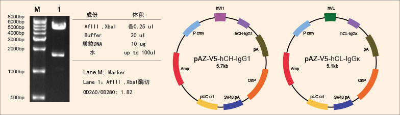 pAZ-V5-hCH-IgG1质粒酶切图与载体构建示意图