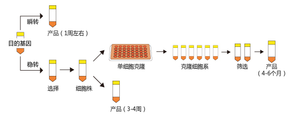 稳定表达细胞系筛选