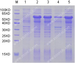 蛋白表达鉴定