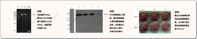 杆状病毒-昆虫细胞表达分析