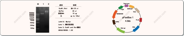 昆虫细胞载体构建酶切