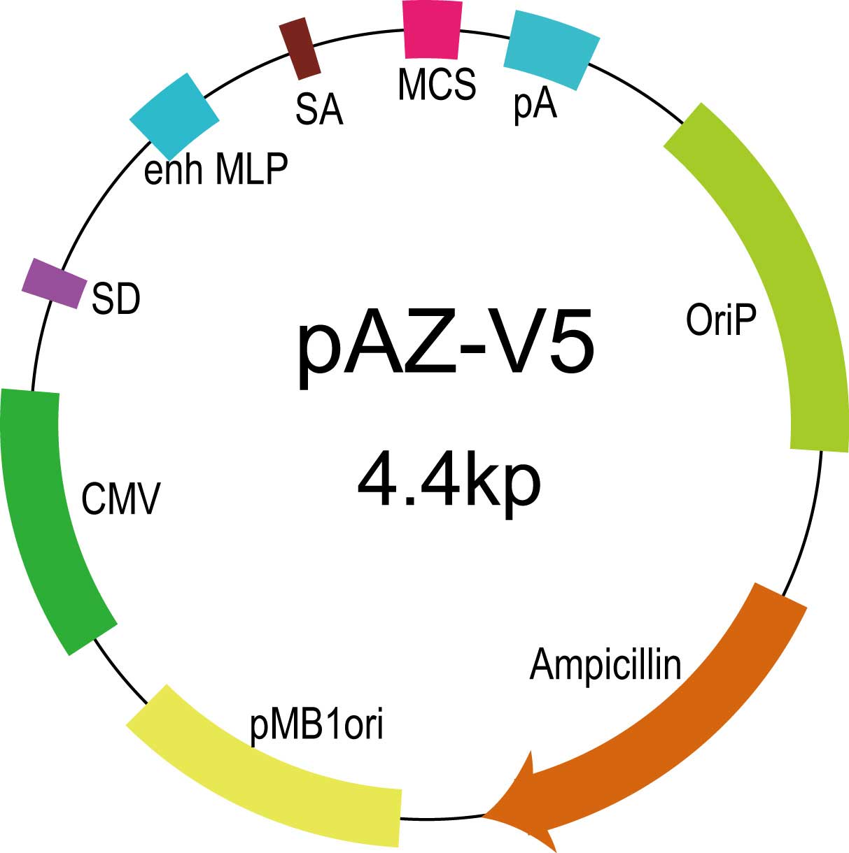 pAZ-V5质粒酶切图与载体构建示意图