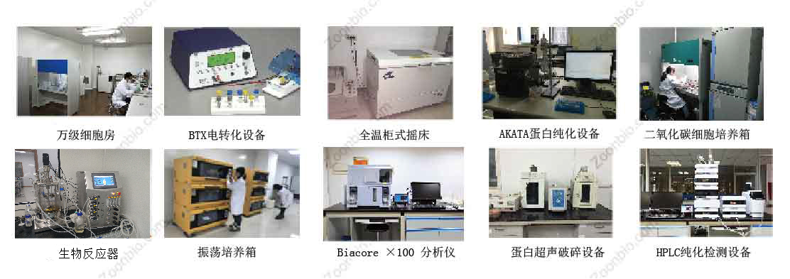昆虫细胞蛋白表达设备及实验室
