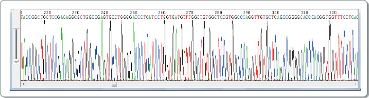 重组抗体蛋白基因测序