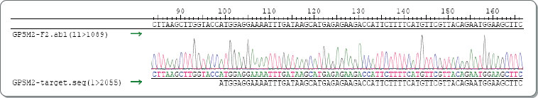 重组抗体蛋白基因对比