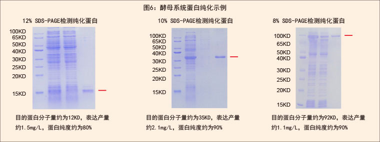 酵母系统蛋白纯化示例