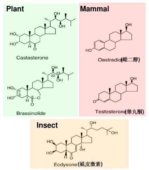 植物、动物、昆虫的甾醇类物质