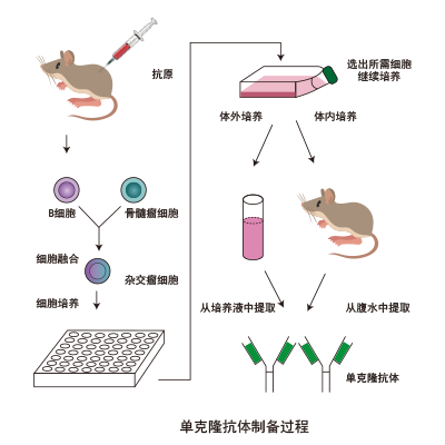 单克隆抗体制备流程