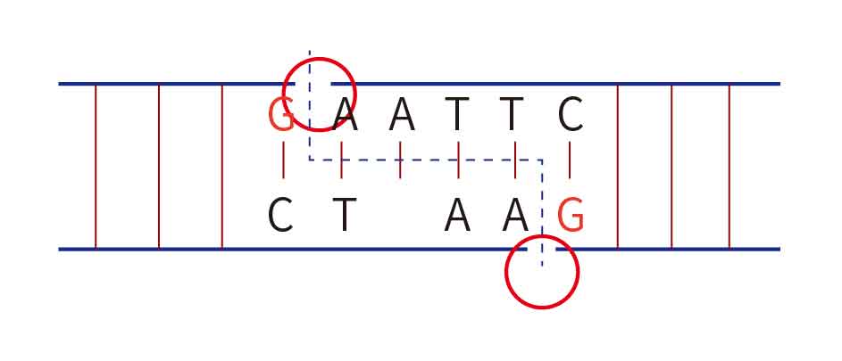 DNA连接酶
