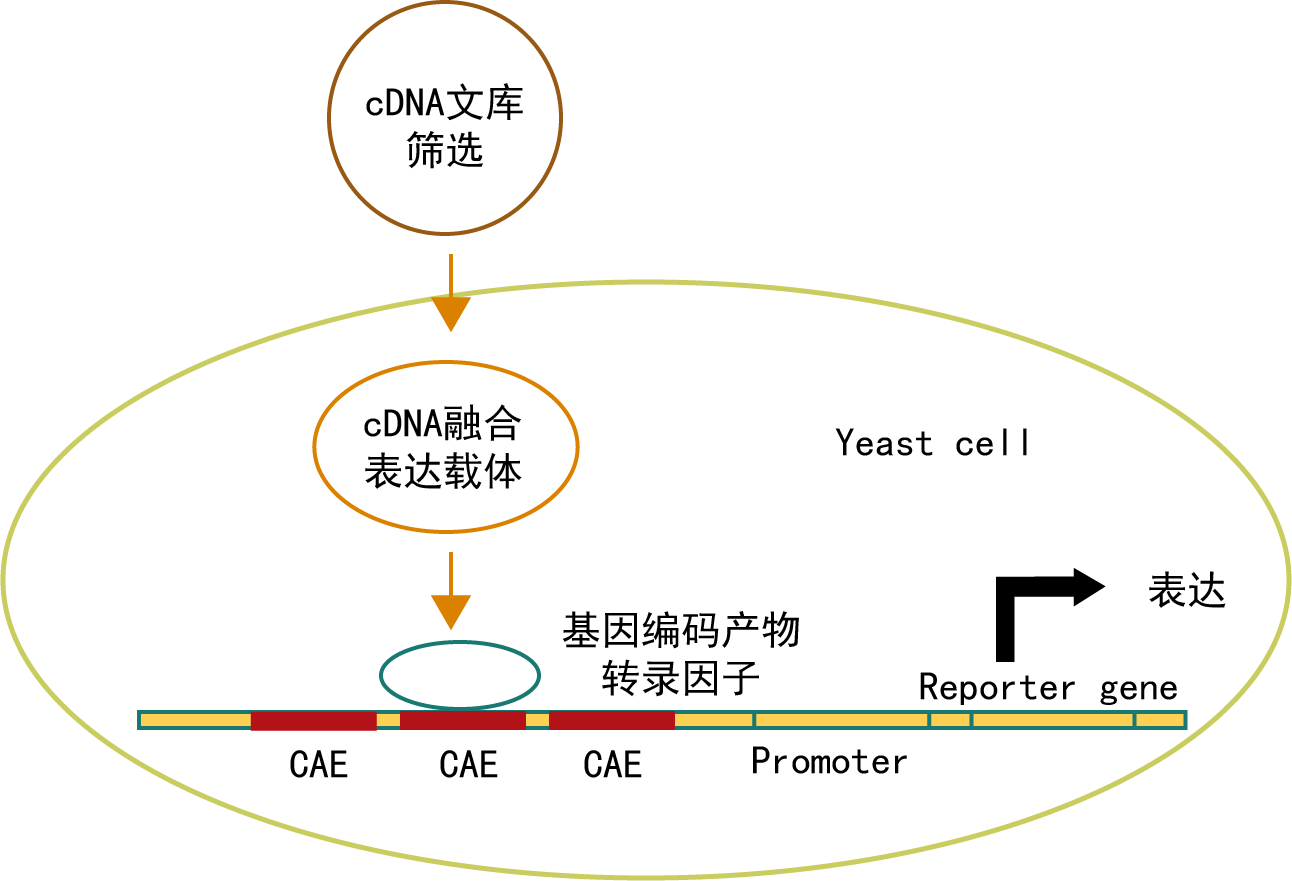 酵母单杂交基本原理图