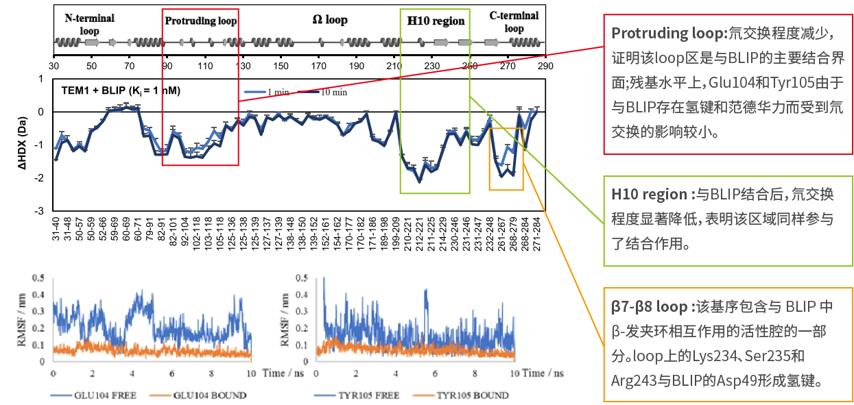 氢氘交换质谱（HDX-MS）研究结果