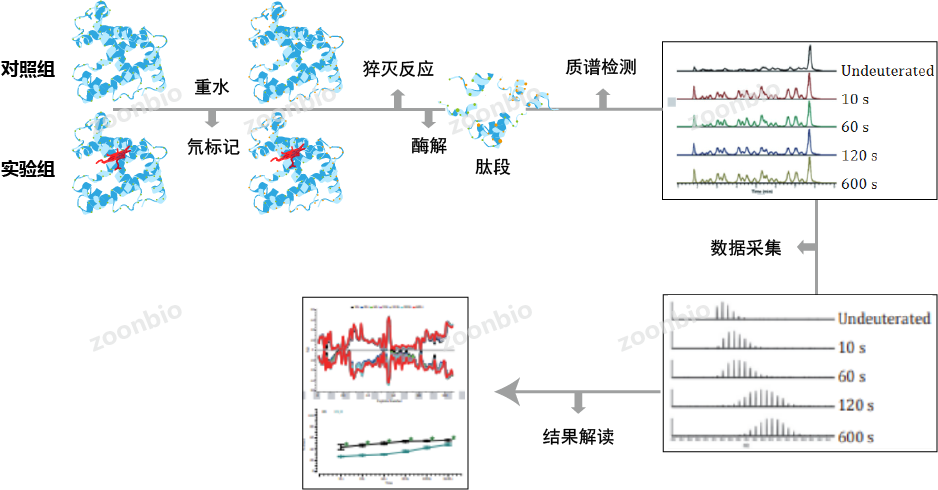 氢氘交换质谱（HDX-MS）实验流程