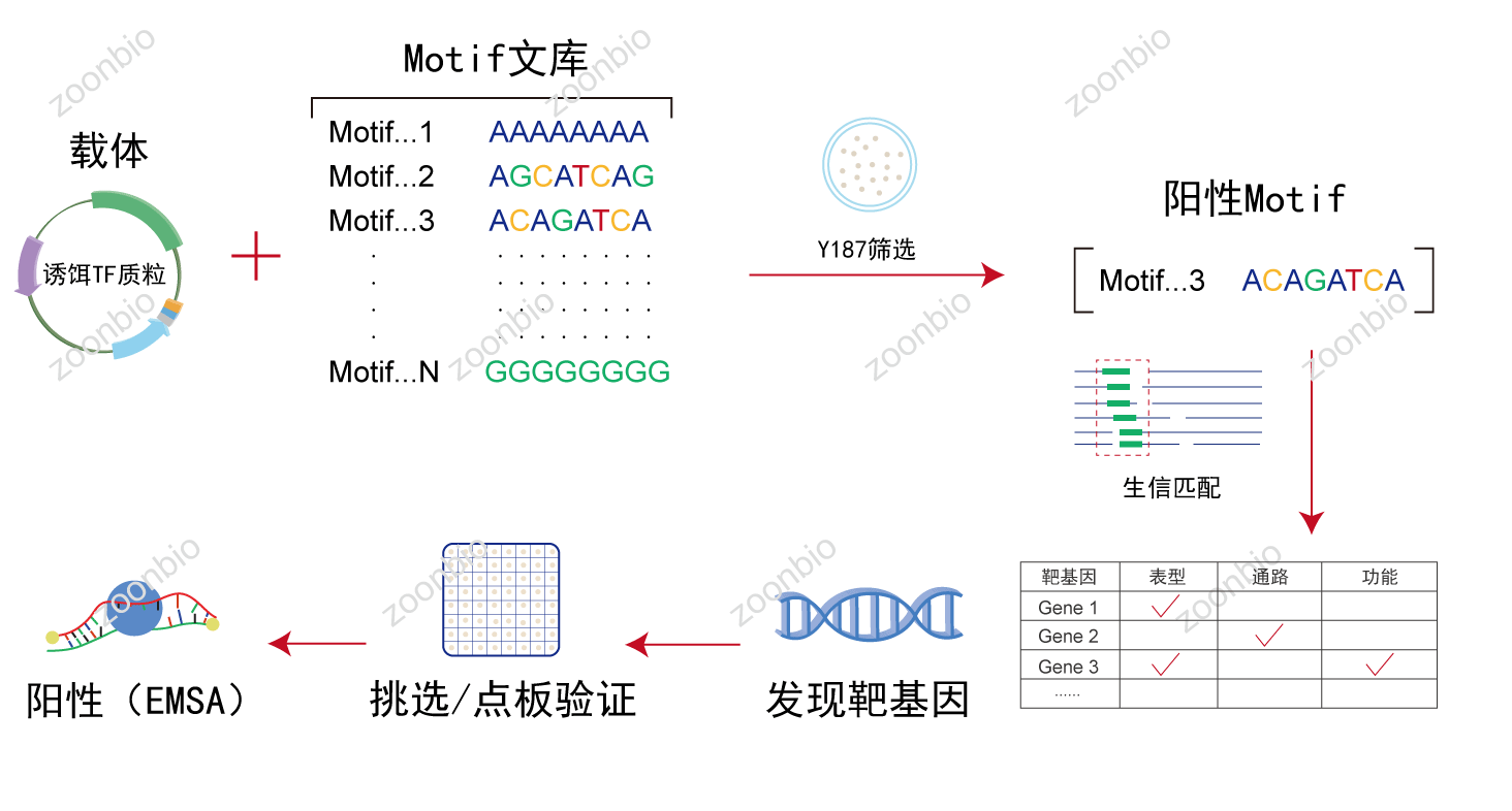 TF锁定靶基因流程示意