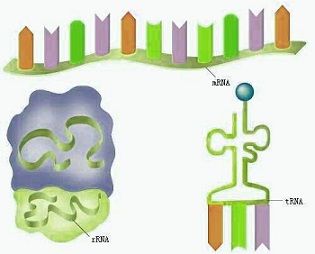 mRNA、rRNA和tRNA