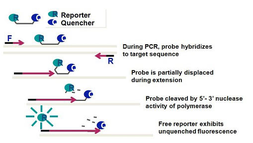 Taqman法原理图