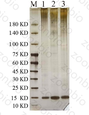 rna pull down案例1