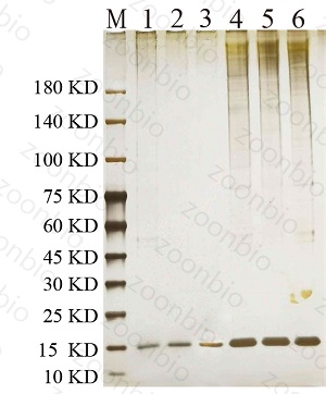 rna pull down案例2