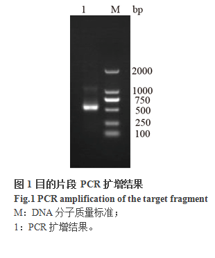 PCR扩增结果