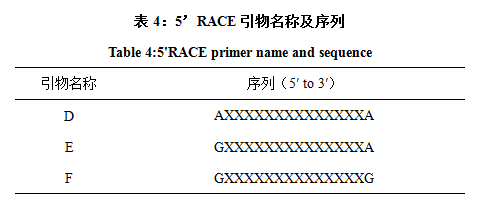 race引物