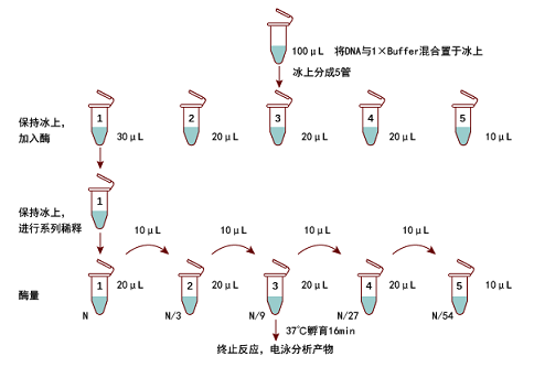 限制性内切酶对DNA部分消化