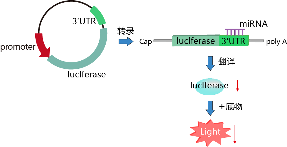 荧光素酶报告基因实验步骤