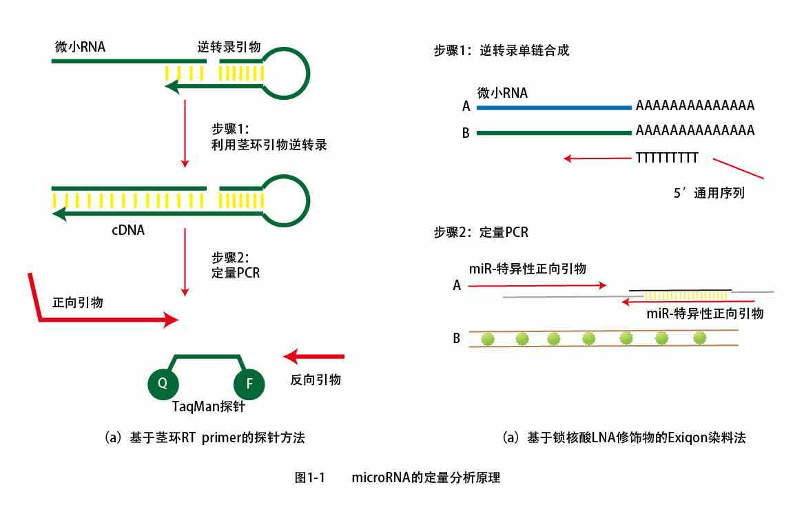 microRNA的定量分析原理