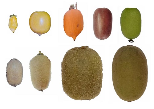 软枣猕猴桃新种质