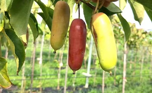 软枣猕猴桃新种质