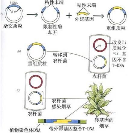 农杆菌介导法