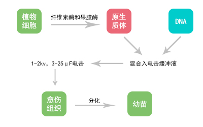 电击法