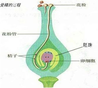 花粉管