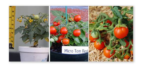 Micro-Tom番茄