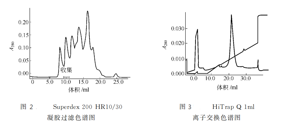 E.coli中RNA聚合酶的提取和纯化