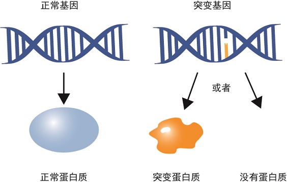 定点突变原理