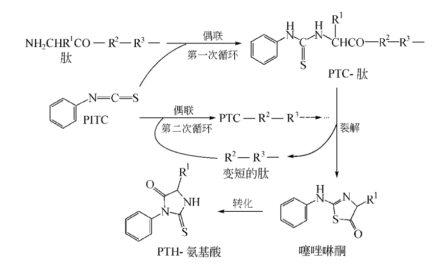 蛋白质测定