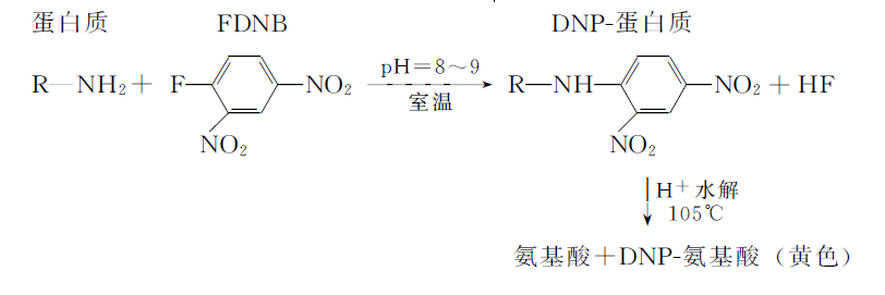 蛋白质测定